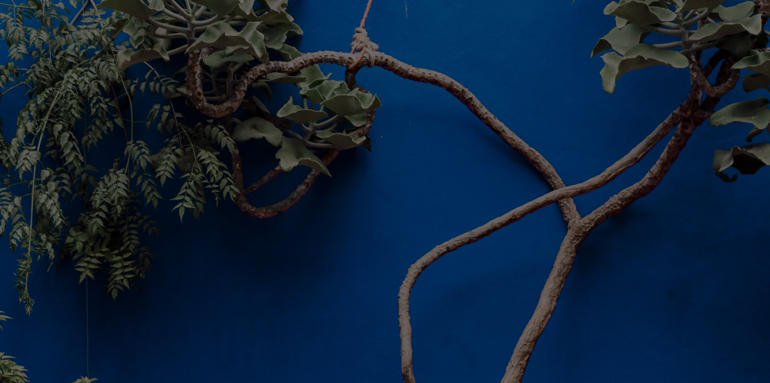 a plant on a blue wall