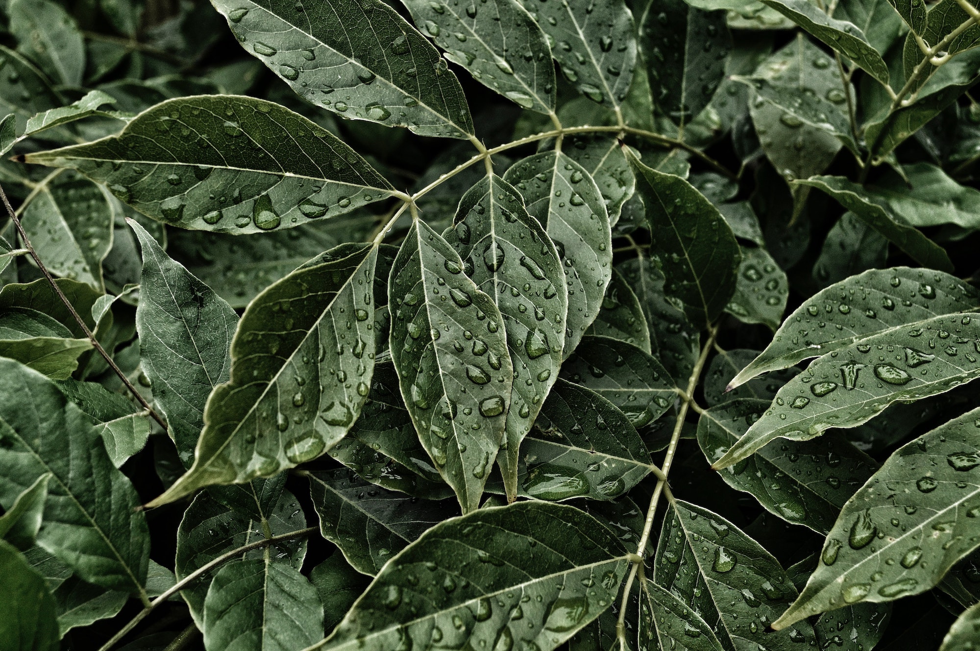 a close up of leaves