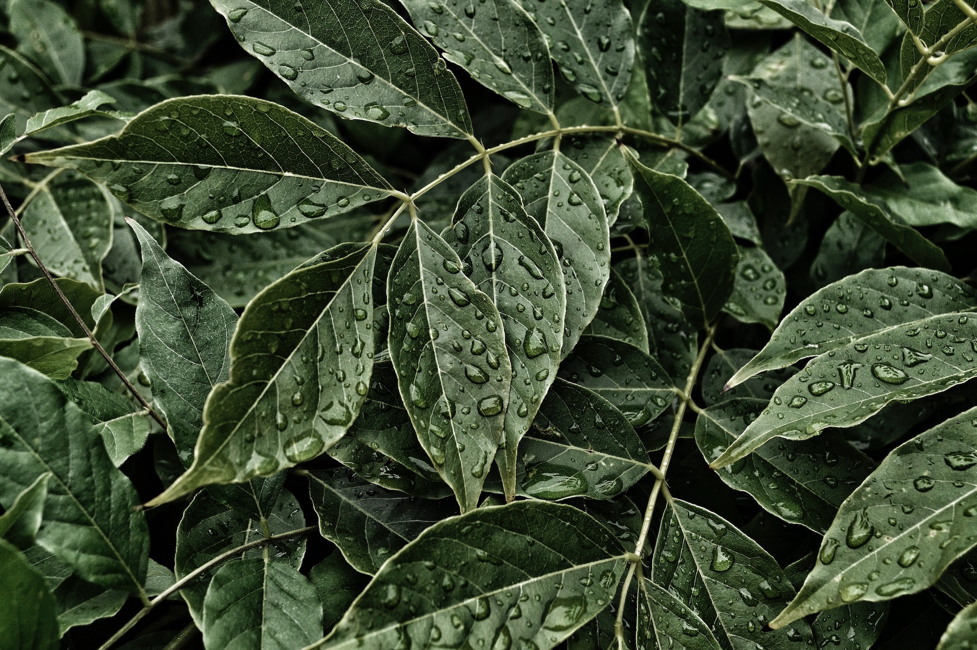 a close up of leaves