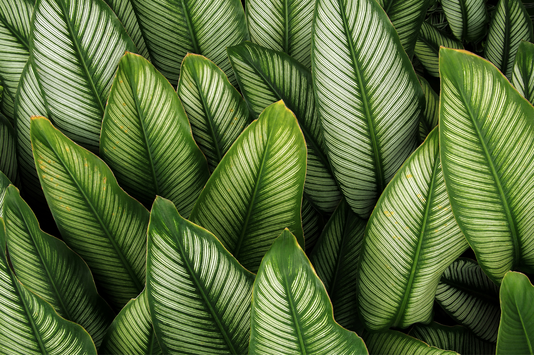 a group of green leaves