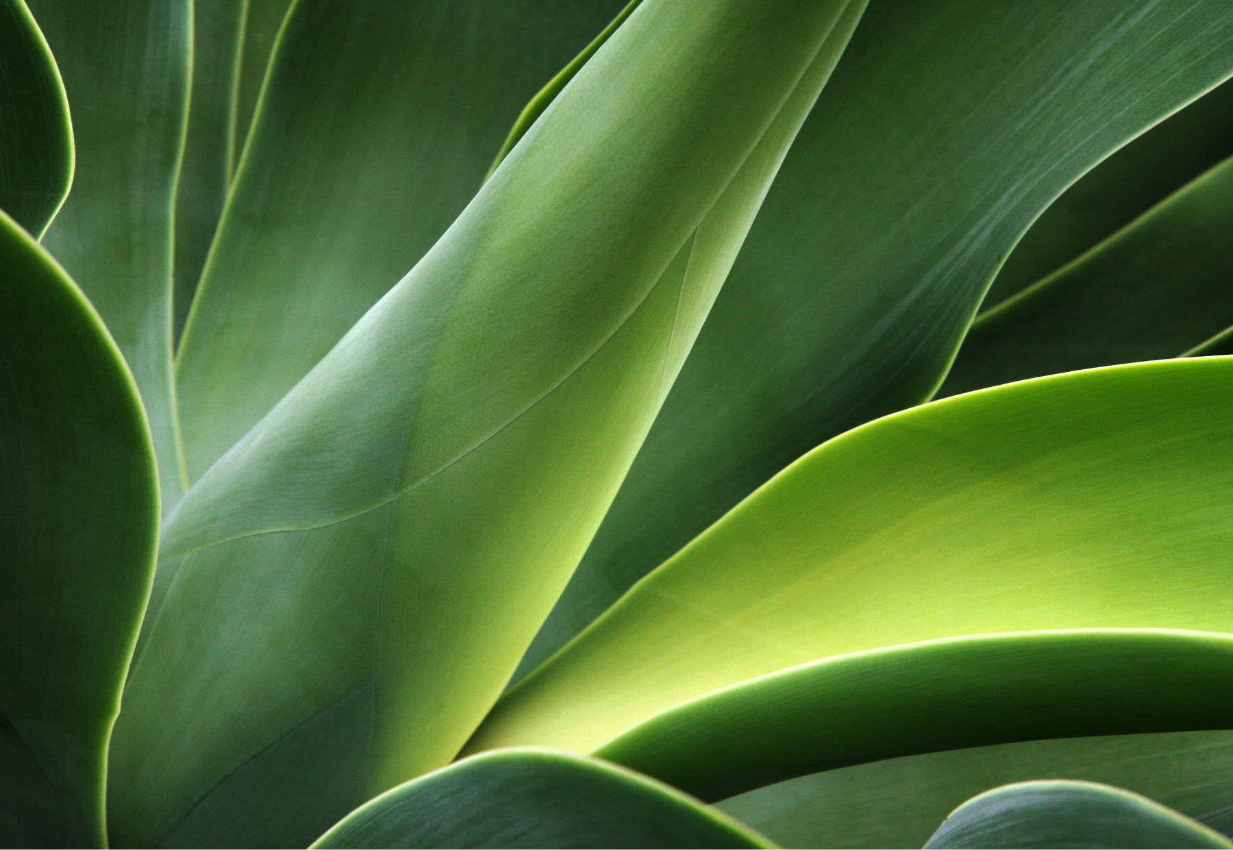 close up of a green plant