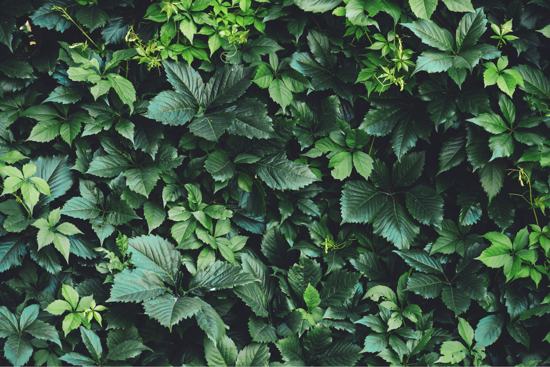 a wall of green leaves