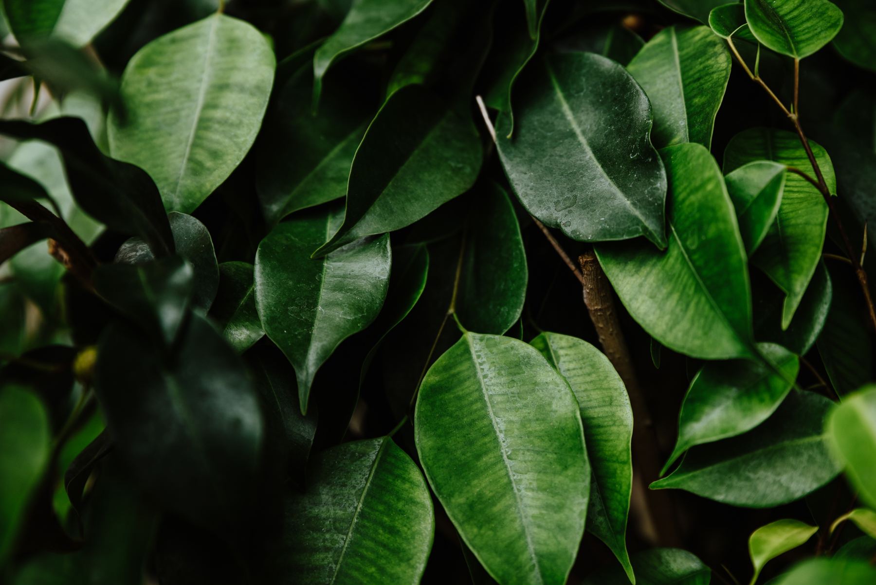 a close up of a plant
